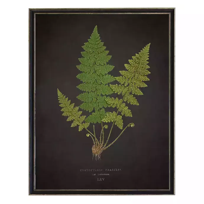 Hot Kirklands Home Black Fern VI Framed Art Print