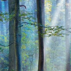 New Kirklands Home Enchanted Forest Canvas Print by Lars Van De Goor