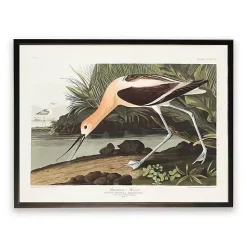 New Kirklands Home Vintage American Avocet Bookplate Framed Art Print
