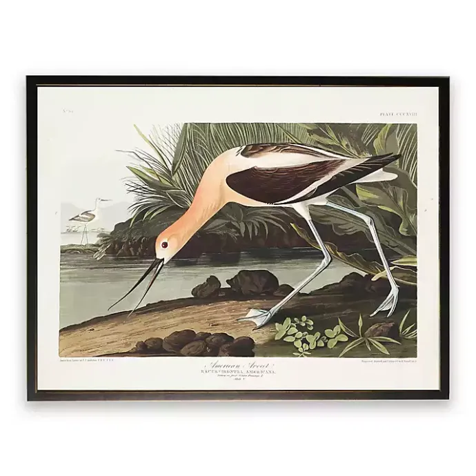New Kirklands Home Vintage American Avocet Bookplate Framed Art Print