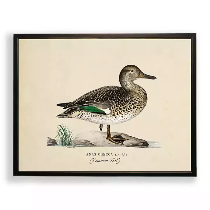 Outlet Kirklands Home Vintage Common Teal Duck Framed Art Print